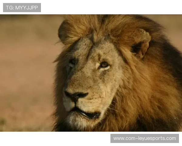 足球场上的坏男孩:从流氓球星到传奇人物的转变与挑战 足球场上的坏男孩:从流氓球星到传奇人物的转变与挑战